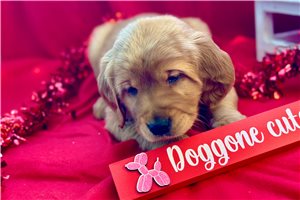 Brielle - puppy for sale