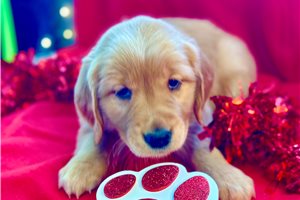 Bruna - Golden Retriever for sale