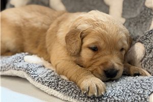 Elijah - Golden Retriever for sale