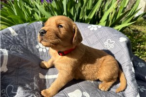 Hayes - Golden Retriever for sale