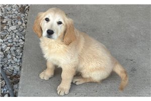 Cerise - Golden Retriever for sale