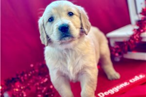 Cerise - puppy for sale
