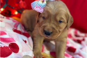 Brooke - puppy for sale