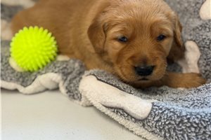 Esmeralda - Golden Retriever for sale