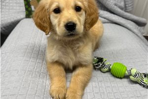 Celtie - Golden Retriever for sale