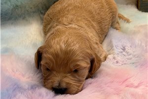 Mossie - puppy for sale