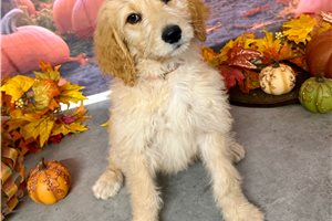 Mossie - Goldendoodle for sale