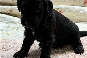 Moss - Goldendoodle for sale