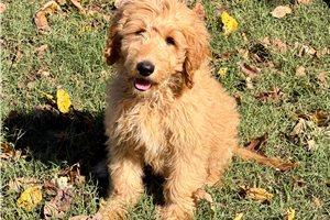 Moxie - Goldendoodle for sale