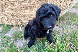 Morris - Goldendoodle for sale