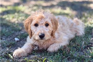 Mylee - Goldendoodle for sale