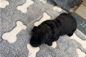 Morris - puppy for sale