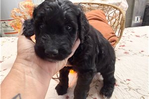 Morris - Goldendoodle for sale