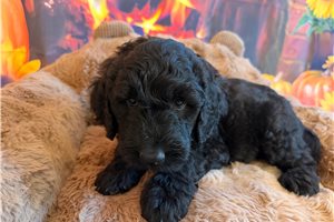 Moss - Goldendoodle for sale
