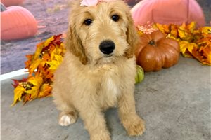 Moxie - Goldendoodle for sale