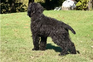Morris - Goldendoodle for sale