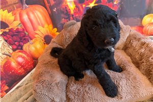 Morris - Goldendoodle for sale