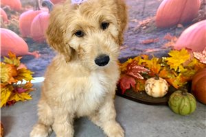 Mylee - Goldendoodle for sale