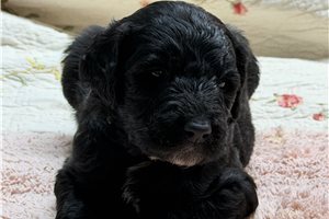 Morris - Goldendoodle for sale