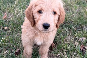 Moxie - Goldendoodle for sale