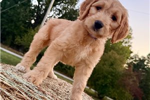 Mylee - Goldendoodle for sale