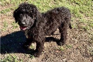 Moss - Goldendoodle for sale