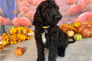 Mort - Goldendoodle for sale