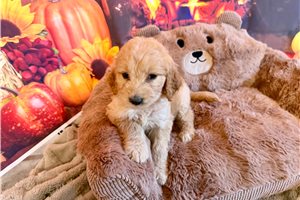Mossie - Goldendoodle for sale