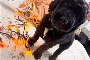 Mort - Goldendoodle for sale
