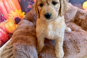 Mylee - Goldendoodle for sale