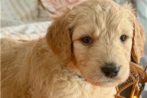 Monty - Goldendoodle for sale