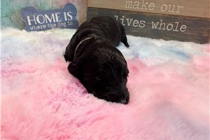 Morgan - Goldendoodle for sale