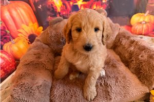 Moxie - Goldendoodle for sale