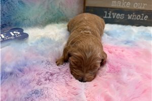 Mylee - puppy for sale