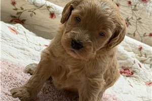 Mylee - Goldendoodle for sale