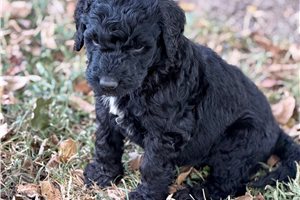 Mort - Goldendoodle for sale