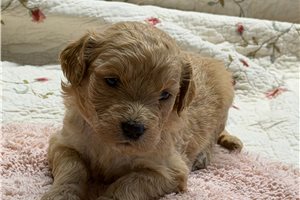 Mossie - Goldendoodle for sale