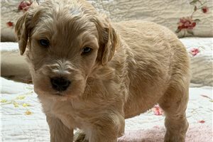Montaro - Goldendoodle for sale