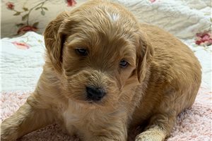 Moxie - Goldendoodle for sale