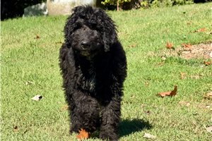 Mort - Goldendoodle for sale