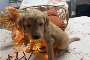 Milo - Goldendoodle for sale