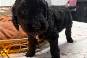 Moss - Goldendoodle for sale