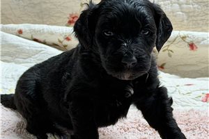 Morgan - Goldendoodle for sale