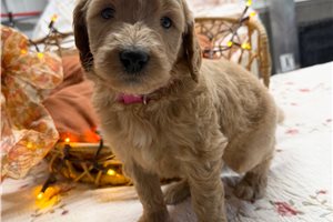 Moxie - Goldendoodle for sale