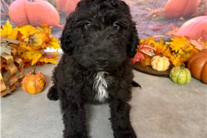 Moss - Goldendoodle for sale