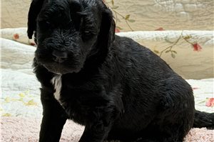 Mort - Goldendoodle for sale