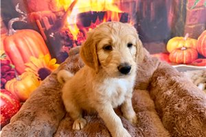 Milo - Goldendoodle for sale