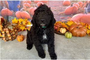 Morris - Goldendoodle for sale