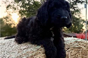 Moss - Goldendoodle for sale