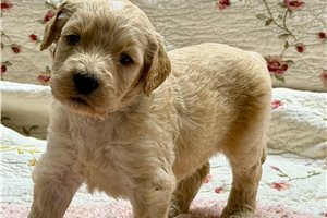 Monty - Goldendoodle for sale